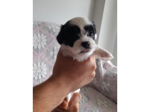 Sütten kesilmeye hazır maltipoo yavrular