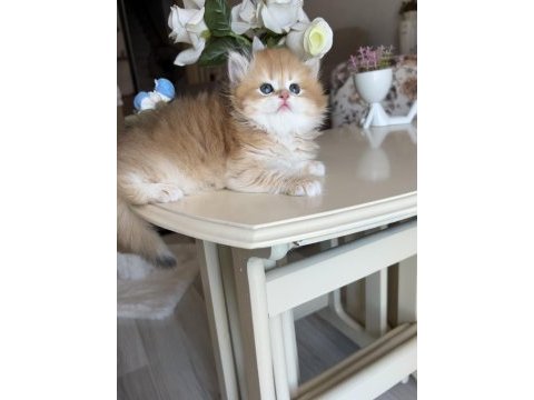 Golden ny12 dişi british longhair show kalite
