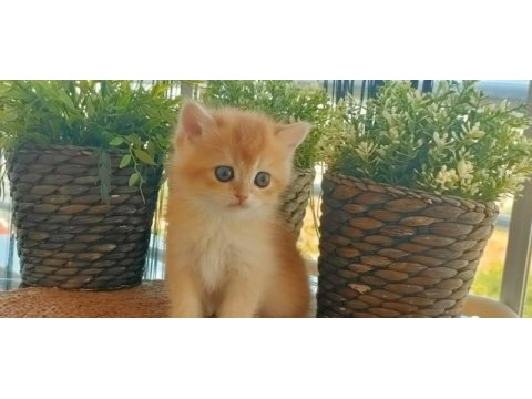 British shorthair kedisi