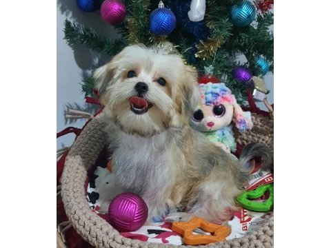 Kore kanı teacup morkie yavrularımız