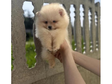 Minik teddy pomeranian bebeğim