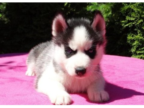 Husky sibirya yavruları