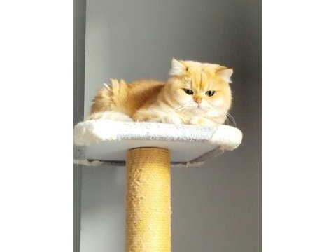 Erkek yetişkin british shorthair