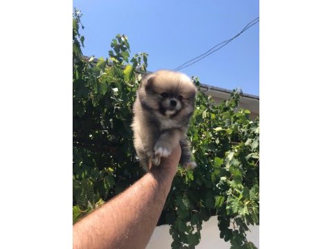 Pomeranian boo köpeğimiz