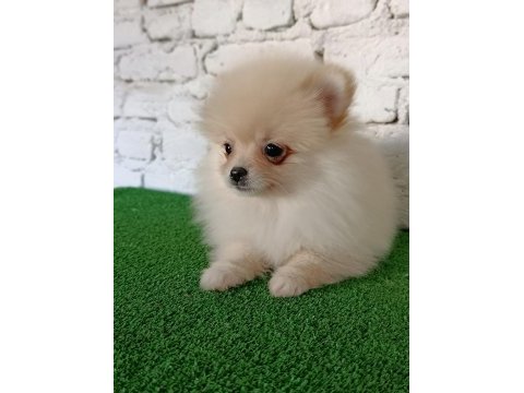 Pomeranian yavrularımız