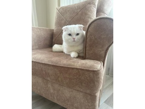 Scottish fold oğlumuzu sahiplendireceğiz