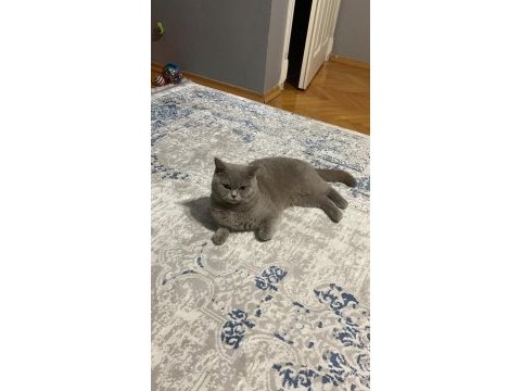 Minnoş kedimize acil yeni yuva arıyoruz ücretsiz