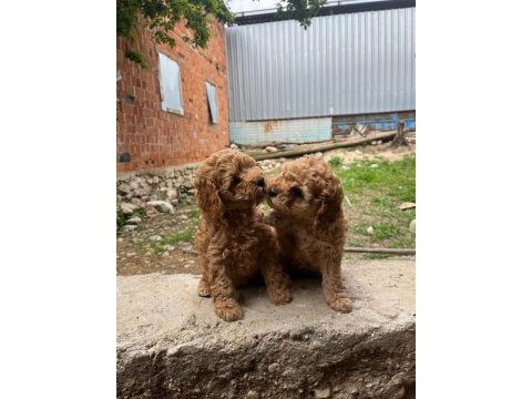 Toy poodle yavrular ırk sağlık garantili