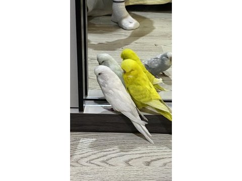 Show jumbo ve japones muhabbet kuşu cinsleri mevcut