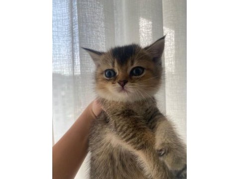 British golden shorthair/longhair erkek dişi