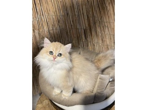 Anne baba şecereli ny12 british longhair dişi