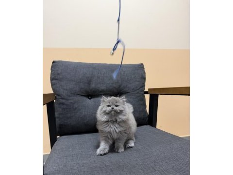 British longhair yavru kedimiz