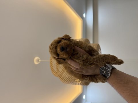 Redbrown teacup maltipoo wc pet eğitimli