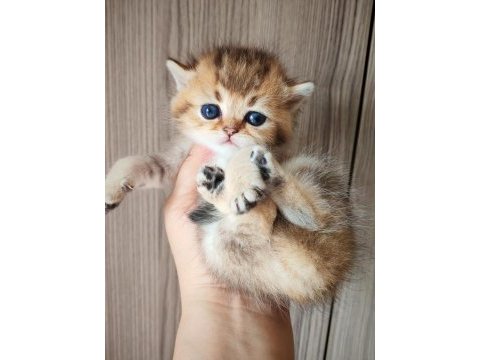 Ny 25 tatlı bir minnoş oğlan british shorthair