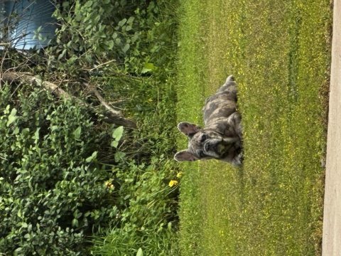 8 aylık özel renkte french bulldog erkek