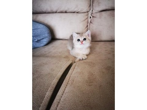 British shorthair yavrular