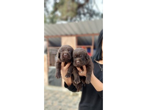 Çikolata labrador