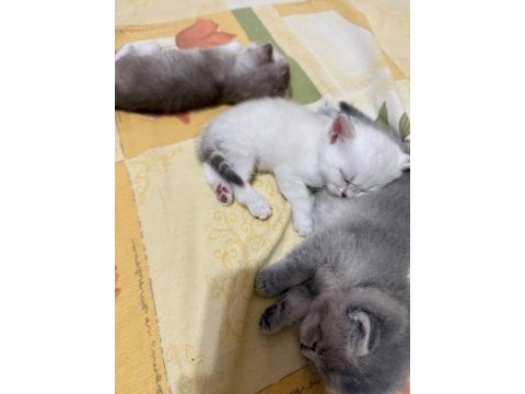Mükemmel kalitede safkan british shorthair beyaz yavrular