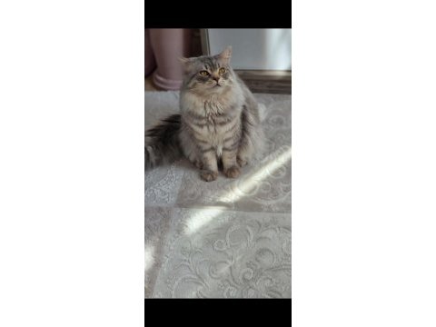 Bir yaşında çok uysal erkek british longhair