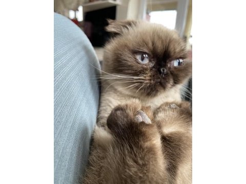 British shorthair erkek kedimiz