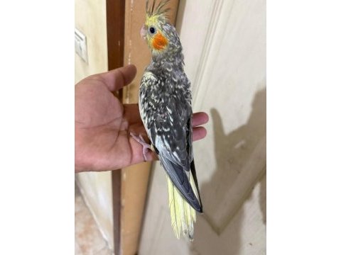 50 günlük harika sultan papağanı bebek