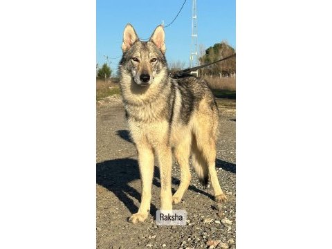 Czechoslovakian wolfdog (çekoslavak kurdu)
