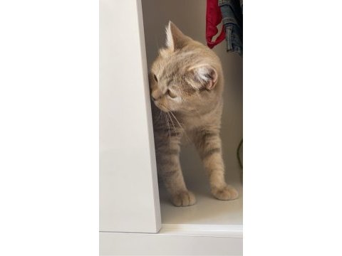 British shorthair ücretsiz sahiplendirme