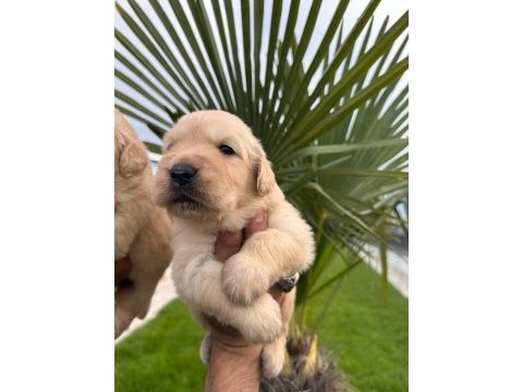 Golden retriever yavrular