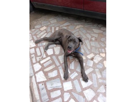 Safkan aa++ cane corso istanbul