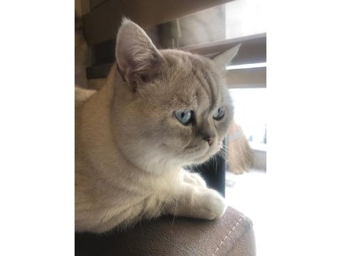 Lynx point british shorthair ücretli sahiplendirilecek