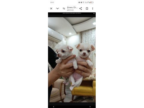 Şivava (chihuahua) yavruları
