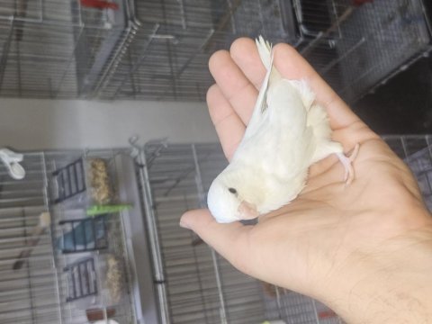 Forpus papağanı bebekler