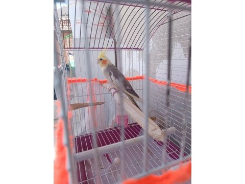Eşlesmeye hazır sultan papağanı
