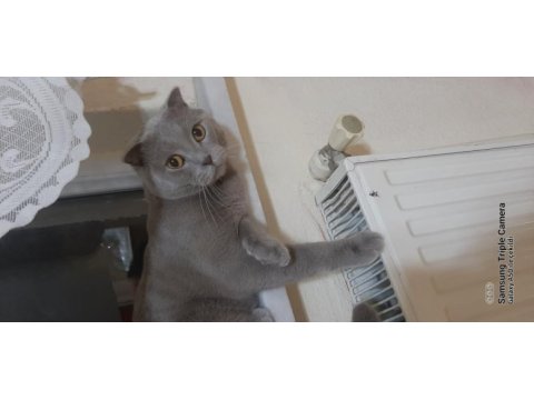 Sahiplendirme russian blue