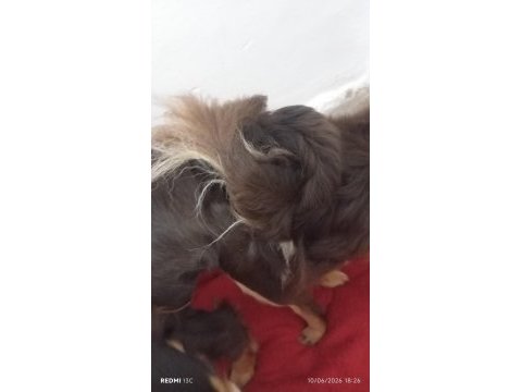 Muhteşem anatomi chihuahua