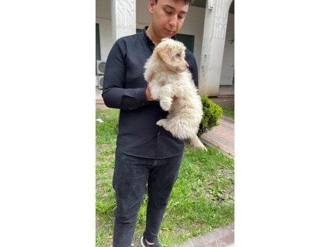 A++ kalite maltipoo yavru