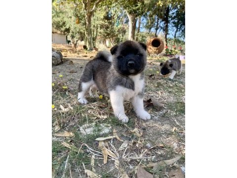 Amerikan akita köpeği