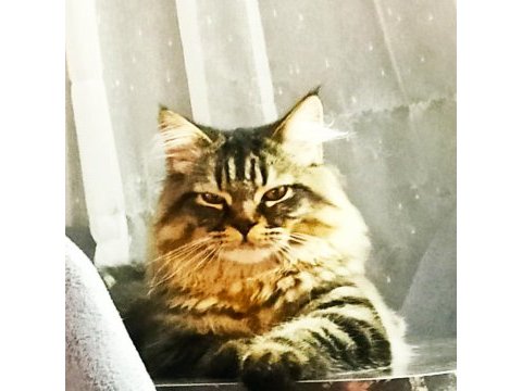 2 yaşında babalık tecrübeli full aşılı bakımlı asalet kedim