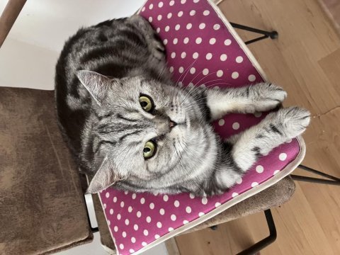 Whiskas american shorthair kedi