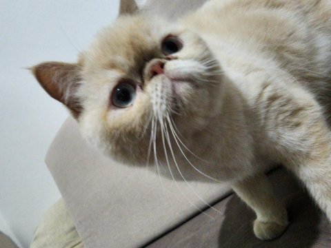 Exotic shorthair kedimi sahiplendiriyorum