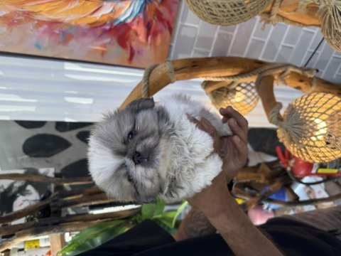 A kalite shih tzu bebekler