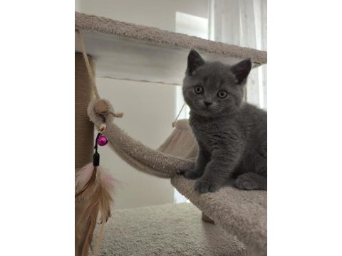 British shorthair sağlıklı yavrularımıza yeni yuva
