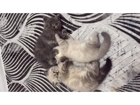 British longhair kedimiz oyun oynamayı çok sever