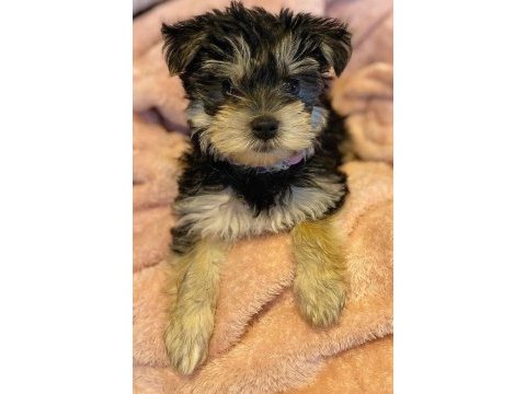 Sevgi dolu ve uyumlu yavru köpekler