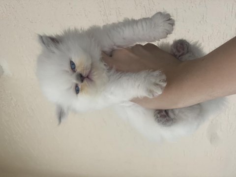 British longhair kedimiz