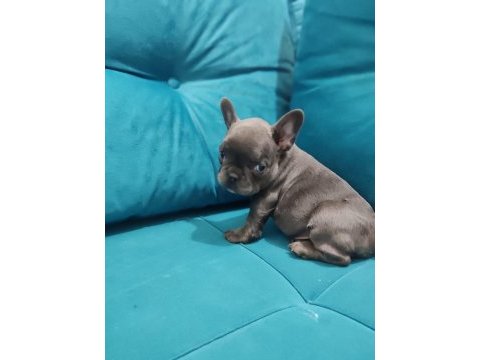 Egzotik yavrularımız french dişi ve erkek