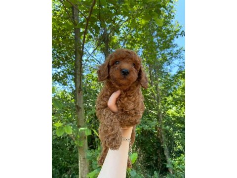 Poodle bebek köpekler