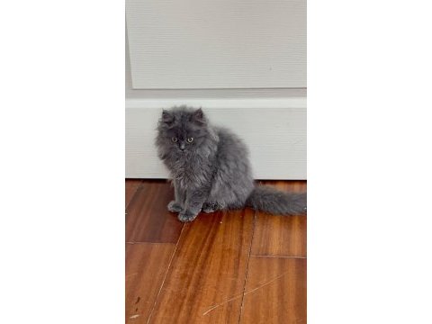 A kalite british longhair yavrularımız