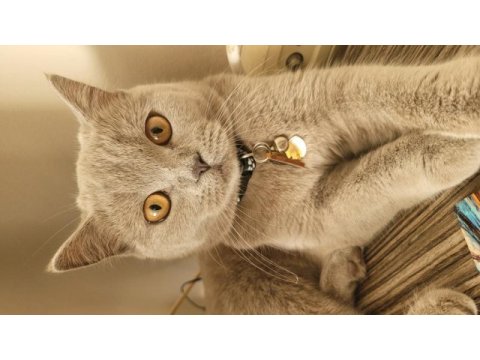 2 yaşında dişi ve çok uysal british shorthair