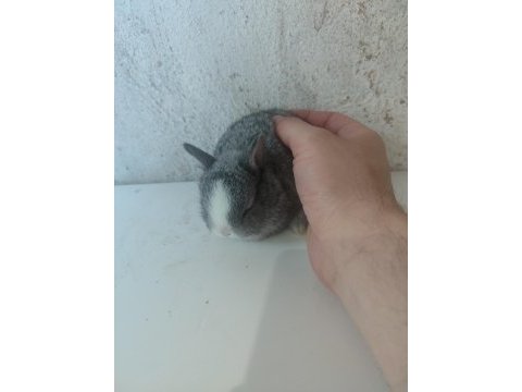 Cüce tavşan yavruları son 4 yavru
